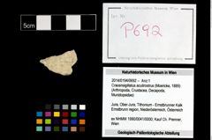 Foto (Objekt + Etikett) von Cracensigillatus acutirostrus (Moericke, 1889)  (NHMW-GEO-2014-0194-0692)